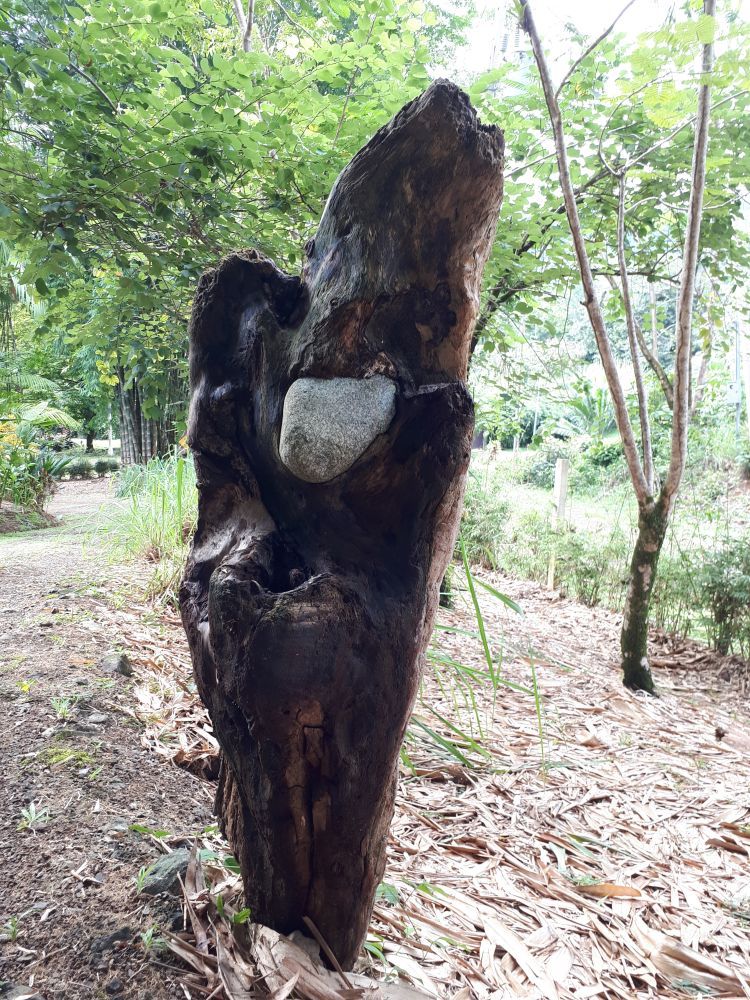 Driftwood Art Sculptures